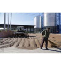 內蒙古小麥晾曬