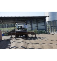 內蒙古小麥專業翻曬小麥