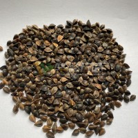 甜蕎脫殼成套設備